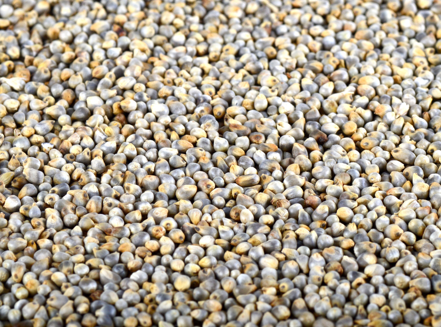 Pearl Millet Bajra - India Origin